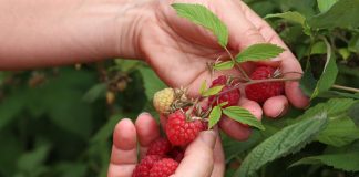 Два урожая малины в год: лучшие ремонтантные сорта - Ягодник Два урожая малины в год: лучшие ремонтантные сорта.