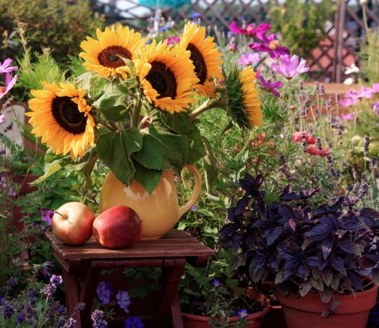 Готовим цветник к осени — важные дела цветовода в конце лета.