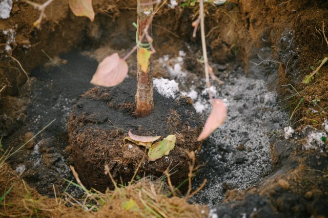 Кустарники и деревья, как плодовые, так и декоративные, сажают-пересаживают после естественного опадения листвы. Кустарники и деревья, как плодовые, так и декоративные, сажают-пересаживают после естественного опадения листвы.