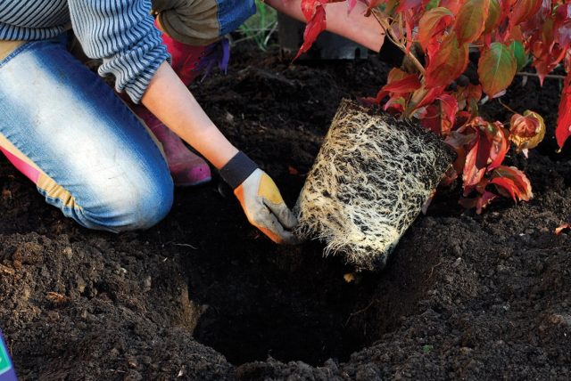 Декоративнолистные деревья, кустарники и многолетники с золотистыми, белоокаймлёнными, белопятнистыми листьями на открытом солнце нередко «обгорают», теряя всяческую привлекательность. Декоративнолистные деревья, кустарники и многолетники с золотистыми, белоокаймлёнными, белопятнистыми листьями на открытом солнце нередко «обгорают», теряя всяческую привлекательность.
