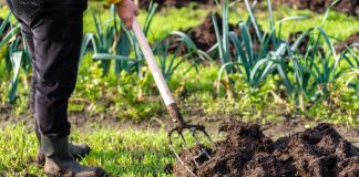 Грядка истощилась после урожая? Как восстановить почву без химии - Бахчевые культуры Грядка истощилась после урожая? Как восстановить почву без химии.