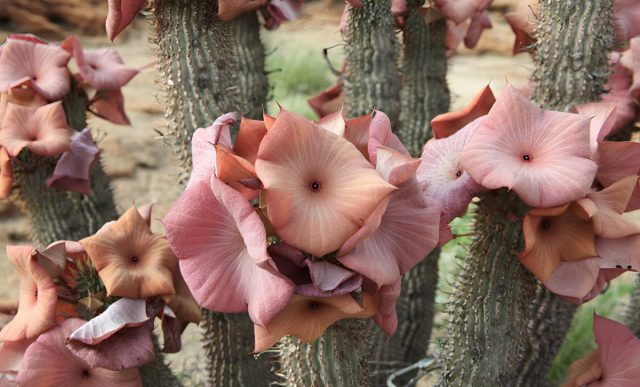 Худия Гордона (Hoodia gordonii) характеризуются крепкими прямыми стеблями, обладающими мясистой и довольно плотной структурой. 