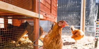 Из чего лучше сделать пол в курятнике?