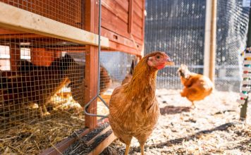 Из чего лучше сделать пол в курятнике? Из чего лучше сделать пол в курятнике?