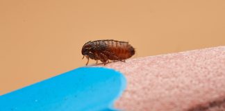 Как избавиться от блох в доме и предотвратить укусы? - Удобрения и средства защиты Как избавиться от блох в доме и предотвратить укусы?