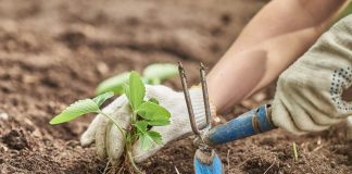 Как пересадить клубнику осенью правильно — руководство от А до Я - Ягодник Как пересадить клубнику осенью без ошибок — руководство от А до Я
