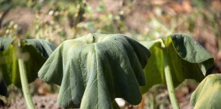 Как правильно защитить огород от стресса, похолоданий и болезней - Удобрения и средства защиты Как правильно защитить огород от стресса, похолоданий и болезней.