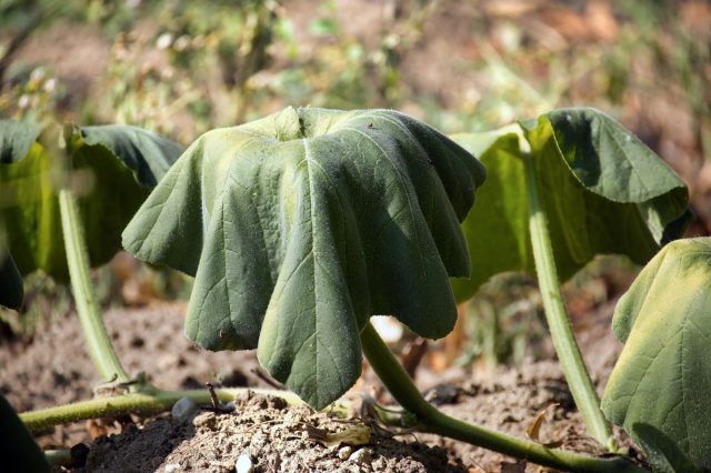 Как правильно защитить огород от стресса, похолоданий и болезней.