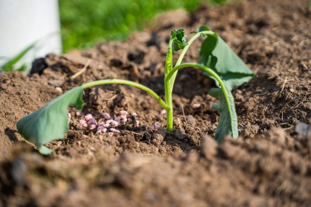 Внешние признаки стресса отличаются в зависимости от видов. Листья могут пожелтеть, скрутиться, изменить оттенок, увянуть и даже опасть.