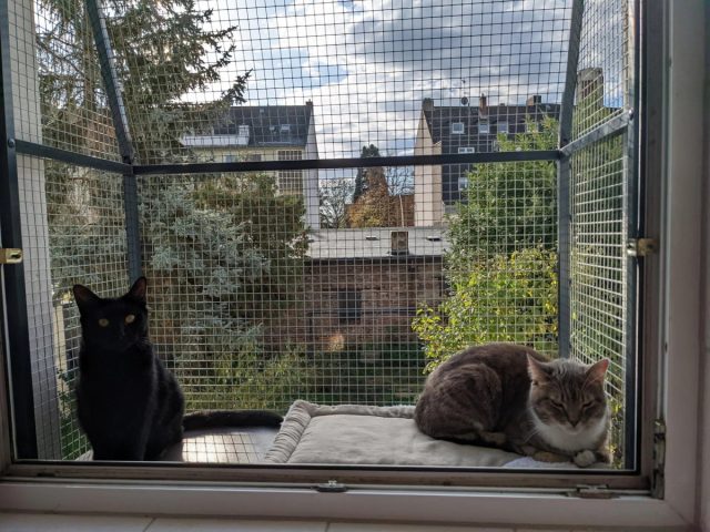 Вместо выгула на шлейке или “на ручках” можно установить специальный съёмный балкончик на окно для кошек.