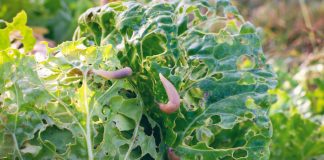 Как себя обезопасить от вредителей дома и огорода в конце лета.