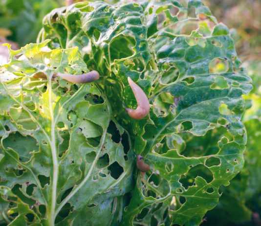 Как себя обезопасить от вредителей дома и огорода в конце лета.