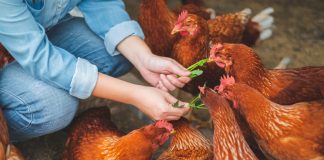 Как сэкономить на кормах для кур?