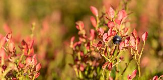 Как ухаживать за голубикой осенью? - Ягодник Как ухаживать за голубикой осенью?