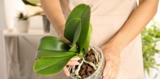 Как вылечить и предотвратить корневую гниль у орхидеи фаленопсис - Комнатные растения Как вылечить и предотвратить корневую гниль у орхидеи фаленопсис