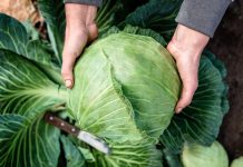 Как вырастить белокочанную капусту — самая полная инструкция.