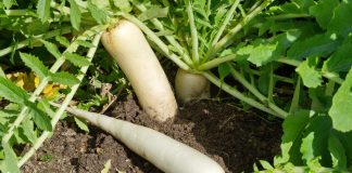 Как вырастить качественный дайкон без болезней и вредителей.