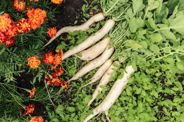 Существует два основных периода посадки дайкона, которые гарантируют вам обильный урожай. Это конец апреля - начало мая и вторая половина июля - август.