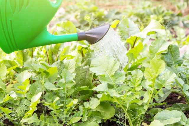 С грунтом связана одна важная особенность дайкона — ему крайне не нравится переувлажнение.