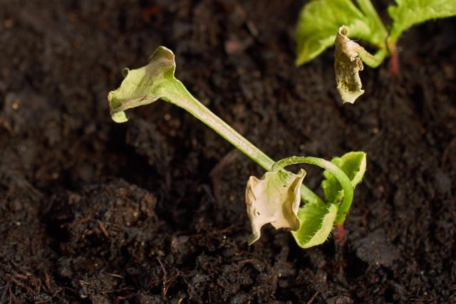 Дайкон подвержен таким болезням, как черная ножка, мозаика, фузариозное увядание, корневые гнили, войлочная болезнь и сосудистый бактериоз.