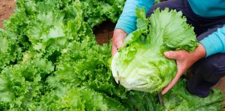 Как взять максимум от салата-латука — методы повышения урожайности.