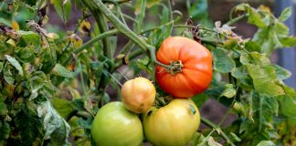 Как защитить томаты, перцы и баклажаны от стресса в конце лета?