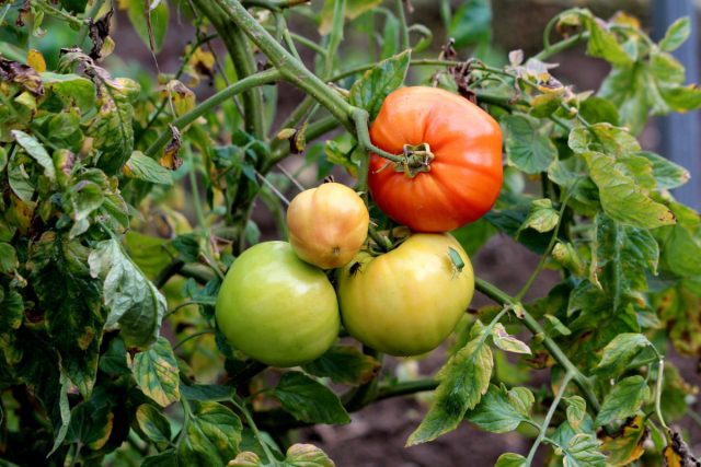 Как защитить томаты, перцы и баклажаны от стресса в конце лета?