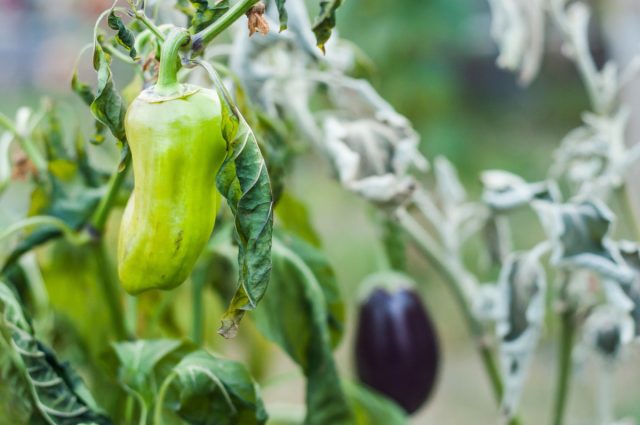 В подобных стрессовых условиях кусты томатов, баклажанов или перцев вынуждены просто выживать. А на какой-то урожай надеяться уже сложно.