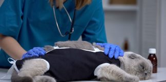 Кастрация и стерилизация кошек и собак: нужна ли операция вашему питомцу? - Домашние животные Кастрация или стерилизация: нужна ли операция вашему питомцу?