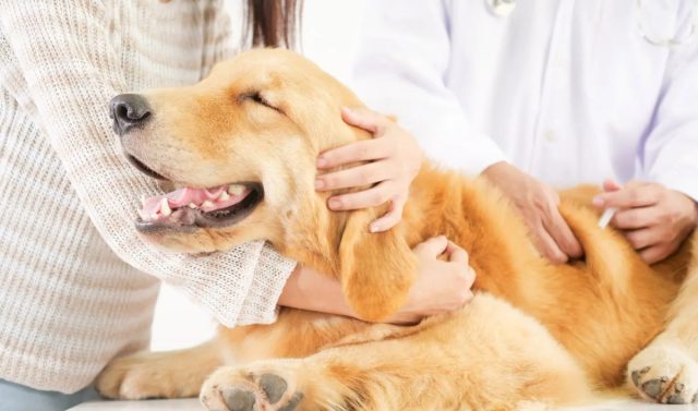 При кастрации происходит удаление репродуктивных органов животного, а вместе с этим полностью исчезает угроза развития онкологических болезней половой системы.