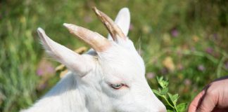 Клевер в кормлении животных: всё о его пользе и смертельной опасности - Коровы, быки и другой крупный рогатый скот Клевер в кормлении животных: всё о его пользе и смертельной опасности.