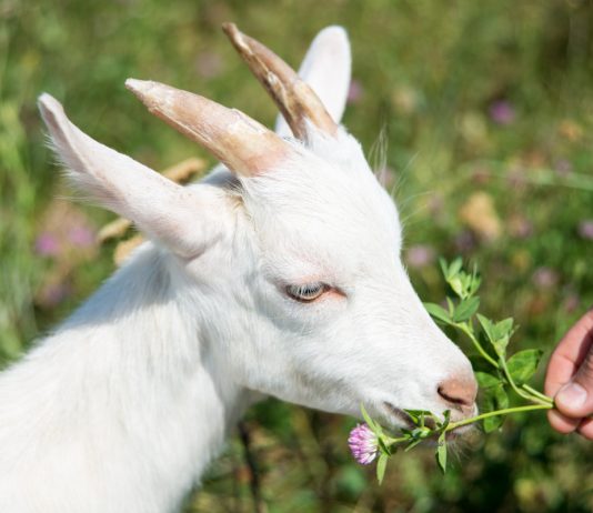 Клевер в кормлении животных: всё о его пользе и смертельной опасности.