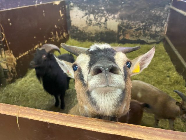 Козы любопытны и сообразительны от природы, поэтому они обязательно будут исследовать всё вокруг.