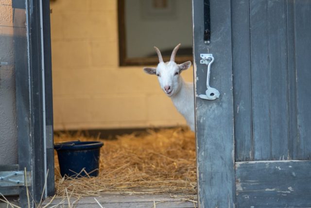 В другом эксперименте одно лакомство положили просто так, а второе спрятали за закрытой дверью. Почти половина испытуемых животных предпочли забрать вкусняшку за дверью, несмотря на то, что взять её было гораздо сложнее. 