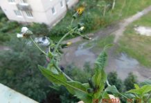 Помогите определить растение