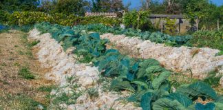 Можно ли удобрять растения шерстью? Нужно, и вот почему!