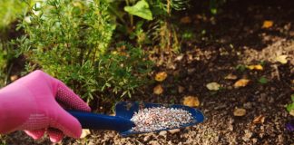 Осенняя подкормка: последний шанс помочь многолетникам пережить холода.