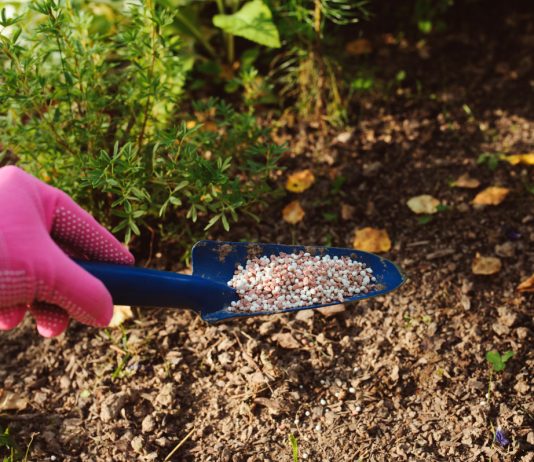 Осенняя подкормка: последний шанс помочь многолетникам пережить холода.