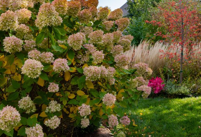 Не стоит забывать, что у многих многолетников до самых холодов ещё и закладываются генеративные и вегетативные почки – основа будущего роста и плодоношения.