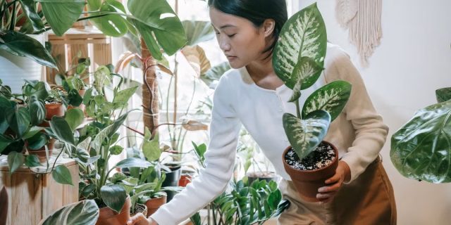 Если в новом доме еще продолжаются отделочные работы или осталась строительная пыль, выделите для растений временную "карантинную зону" в самой дальней комнате, где они будут защищены от вредного воздействия.