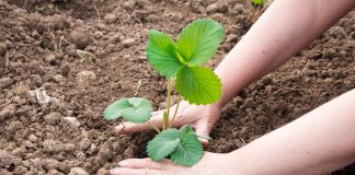 Почему клубнику лучше сажать в августе? - Ягодник Почему клубнику лучше сажать в августе?