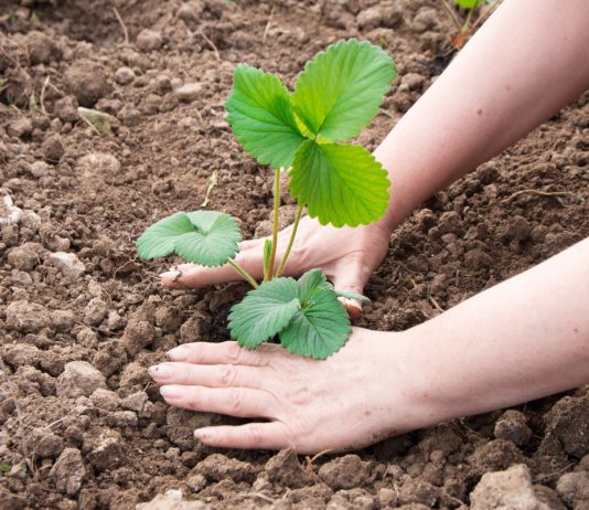 Почему клубнику лучше сажать в августе?