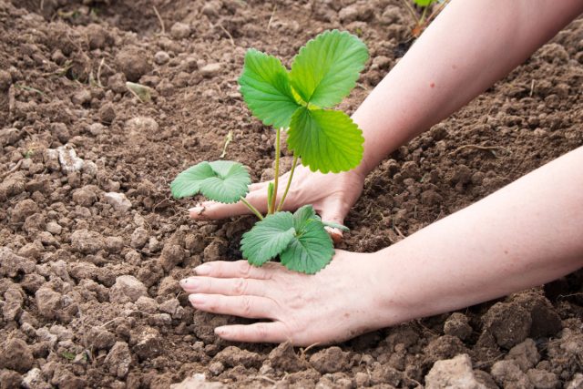 Почему клубнику лучше сажать в августе?