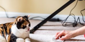 Почему кошку рвёт шерстью и что с этим делать?