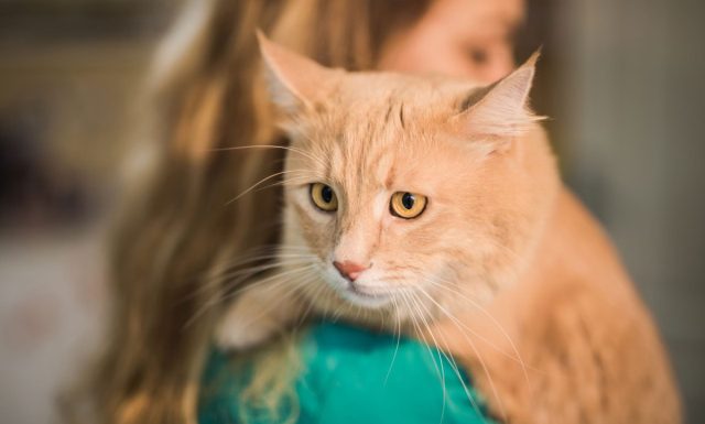 Если игнорировать частую рвоту шерстью, питомцу может грозить не только гастрит. Если игнорировать частую рвоту шерстью, питомцу может грозить не только гастрит.