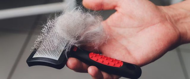 Чтобы в желудке любимца скапливалось меньше волос, нужно как можно чаще вычёсывать его пушистую шубку. Чтобы в желудке любимца скапливалось меньше волос, нужно как можно чаще вычёсывать его пушистую шубку.