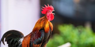 Почему петух громко кукарекает и как заставить его вести себя потише?