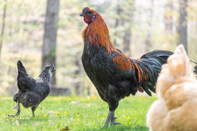 Громким кукареканьем петух не только будит всех, но и показывает своё лидерство на территории. Если в хозяйстве несколько самцов, то самый главный из них будет кричать первым. Громким кукареканьем петух не только будит всех, но и показывает своё лидерство на территории. Если в хозяйстве несколько самцов, то самый главный из них будет кричать первым.
