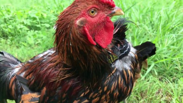 Это обычный ошейник, который надевается на шею петуха. Он не мешает птице есть и пить, но не даёт глубоко вдохнуть и хорошенько напрячь голосовые связки. Это обычный ошейник, который надевается на шею петуха. Он не мешает птице есть и пить, но не даёт глубоко вдохнуть и хорошенько напрячь голосовые связки.