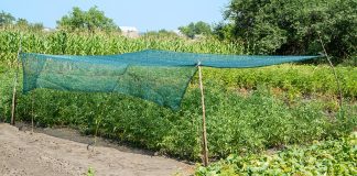 Погодные качели: как помочь растениям справиться с сыростью и засухой.